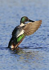 Northern Shoveler